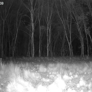 Felis catus (Feral Cat) at Tinderry, NSW - Today by danswell