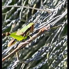 Methiola sp at suppressed - suppressed