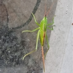 Pseudorhynchus sp at suppressed - suppressed