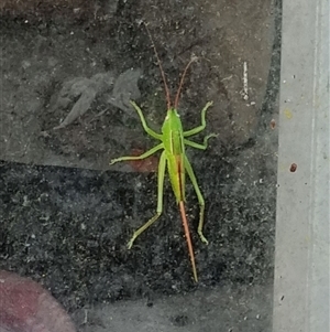 Pseudorhynchus sp at Copmanhurst, NSW - suppressed