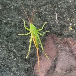 Pseudorhynchus sp at Copmanhurst, NSW - suppressed