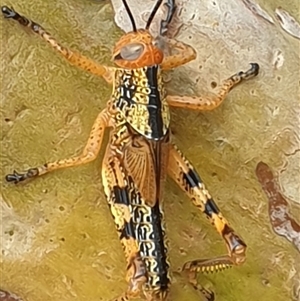 Unverified Grasshopper (several families) by MazzV