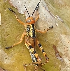 Valanga irregularis at Copmanhurst, NSW - suppressed
