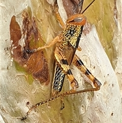 Valanga irregularis at Copmanhurst, NSW - suppressed