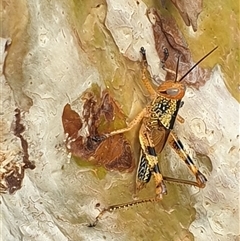 Valanga irregularis at Copmanhurst, NSW - suppressed