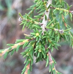 Dillwynia phylicoides at Crowther, NSW - 2 Jun 2025 by Frecko
