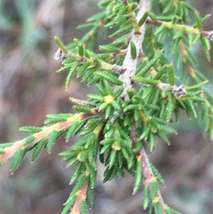 Dillwynia phylicoides at Crowther, NSW - Today by Frecko