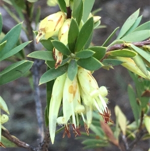 Styphelia triflora at Crowther, NSW - Yesterday by Frecko