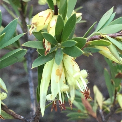 Styphelia triflora (Five-corners) at Crowther, NSW - 1 Jun 2025 by Frecko