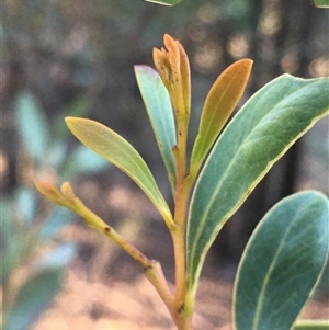 Acacia buxifolia subsp. buxifolia at Crowther, NSW - Yesterday by Frecko