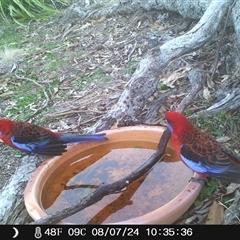 Platycercus elegans (Crimson Rosella) at Ballyroe, NSW - 13 Jul 2024 by TwoRivers