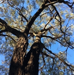 Eucalyptus bridgesiana at Crowther, NSW - 1 Jun 2025 by Frecko