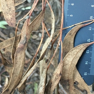 Eucalyptus bridgesiana at Crowther, NSW - Yesterday by Frecko