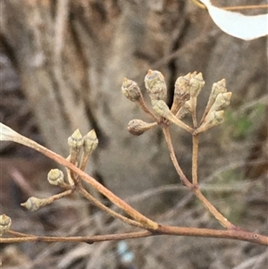 Eucalyptus dwyeri at Crowther, NSW - Yesterday by Frecko