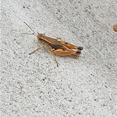 Unverified Grasshopper (several families) by MazzV