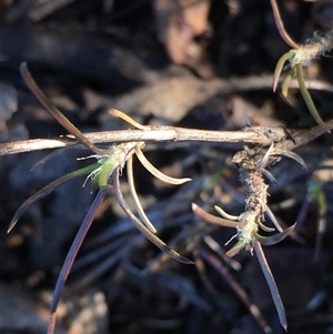 Cymbopogon refractus at Crowther, NSW - Yesterday by Frecko