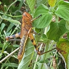 Unverified Grasshopper (several families) by MazzV