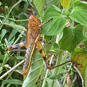 Unverified Grasshopper (several families) by MazzV