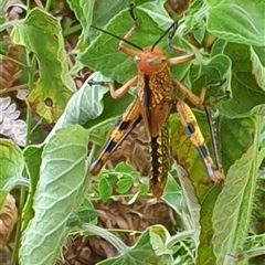 Valanga irregularis at Copmanhurst, NSW - suppressed