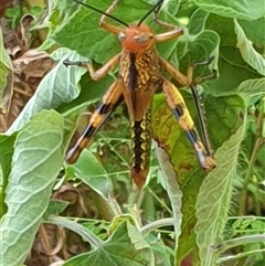Valanga irregularis at Copmanhurst, NSW - suppressed