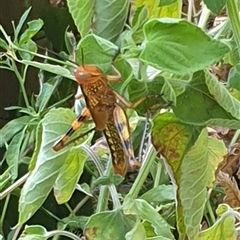 Valanga irregularis at Copmanhurst, NSW - suppressed