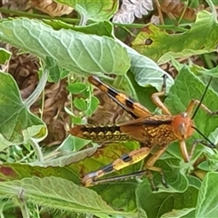 Valanga irregularis at Copmanhurst, NSW - suppressed