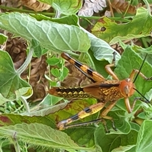 Valanga irregularis at Copmanhurst, NSW - suppressed