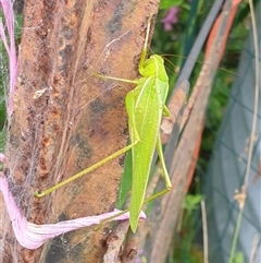 Phaneropterinae (subfamily) (Leaf Katydid, Bush Katydid) at Copmanhurst, NSW - 30 Dec 2024 by MazzV