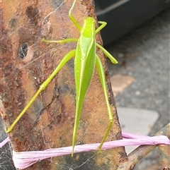 Phaneropterinae (subfamily) at Copmanhurst, NSW - suppressed