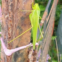 Phaneropterinae (subfamily) at Copmanhurst, NSW - suppressed