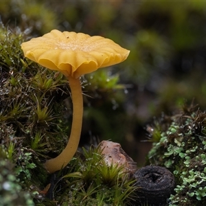 Unverified Cap on a stem; teeth below cap at Bruce, ACT - Today by Steven999