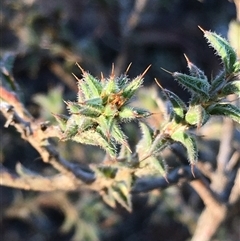 Pultenaea procumbens (Bush Pea) at Crowther, NSW - 1 Jun 2025 by Frecko