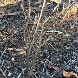 Unverified Other Shrub at Crowther, NSW - Yesterday by Frecko