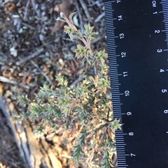 Pultenaea procumbens at Crowther, NSW - 1 Jun 2025 02:45 PM