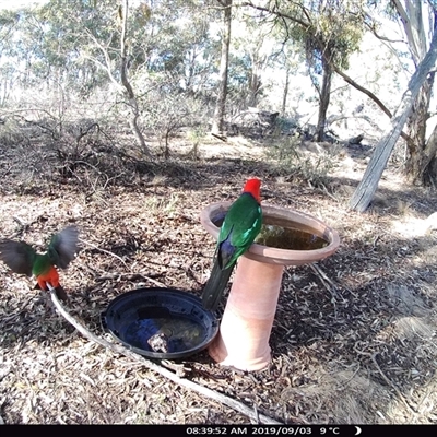 Alisterus scapularis (Australian King-Parrot) at Ballyroe, NSW - 3 Sep 2019 by TwoRivers