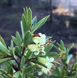 Styphelia triflora at Crowther, NSW - Yesterday by Frecko