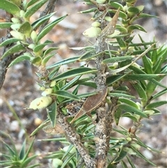 Melichrus urceolatus (Urn Heath) at Crowther, NSW - 1 Jun 2025 by Frecko