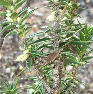 Melichrus urceolatus at Crowther, NSW - Yesterday by Frecko