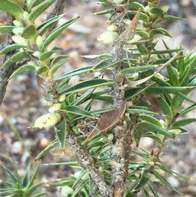 Melichrus urceolatus (Urn Heath) at Crowther, NSW - 1 Jun 2025 by Frecko