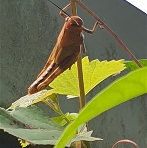 Unverified Grasshopper (several families) by MazzV