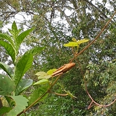 Valanga irregularis at Copmanhurst, NSW - suppressed
