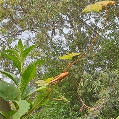 Valanga irregularis at Copmanhurst, NSW - suppressed