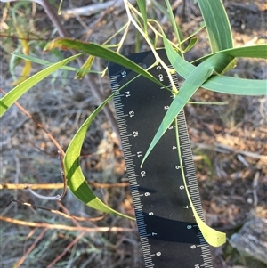 Acacia dealbata at Crowther, NSW - Yesterday by Frecko
