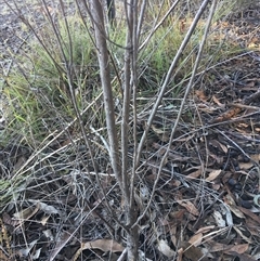 Cassinia laevis subsp. rosmarinifolia at Crowther, NSW - 1 Jun 2025 by Frecko