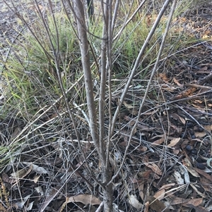 Cassinia laevis subsp. rosmarinifolia at Crowther, NSW - Yesterday by Frecko