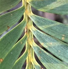 Macrozamia secunda at Crowther, NSW - 1 Jun 2025 by Frecko