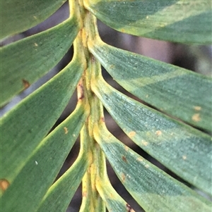 Macrozamia secunda at Crowther, NSW - Yesterday by Frecko