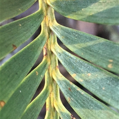 Macrozamia secunda at Crowther, NSW - 1 Jun 2025 by Frecko