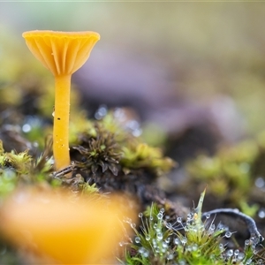 Unverified Cap on a stem; teeth below cap at Bruce, ACT - Today by Steven999