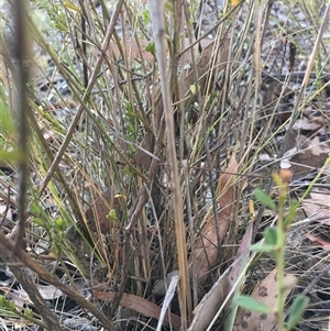 Unverified Other Shrub at Crowther, NSW - Yesterday by Frecko
